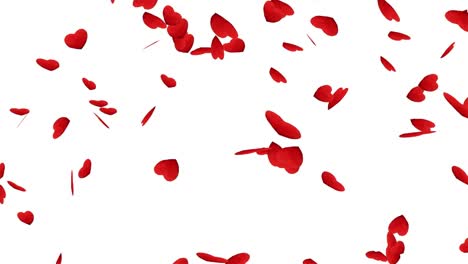 red hearts falling down on the white background