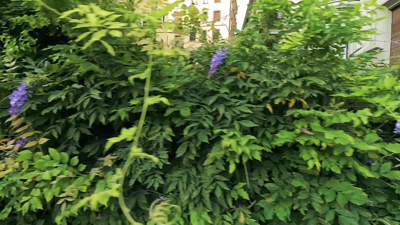 나폴리에서 보라색 꽃이 피는 활기찬 초록색