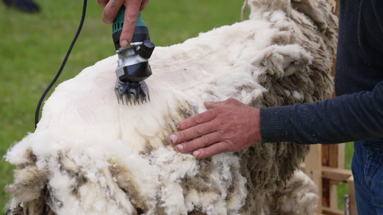 Shearing sheep on a farm. Soft wool is cutting by a special equipment for shearing sheep. Farmer is cutting wool from sheep outdoors.
