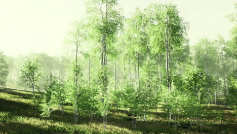 lush green forest under soft light with young trees and vibrant foliage