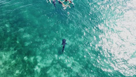 small-white-shark-in-crystal-blue-water-with-sun-reflection-approach-towards-the-tourist-boat-in-bohol-philippines