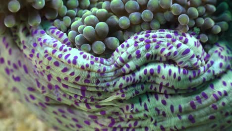 white sea anemone with purple spots