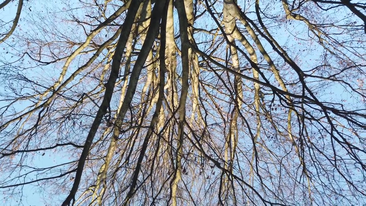 Ramas de árboles contra el fondo del cielo