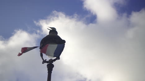 bird sitting on a post lamp above the french flag waving