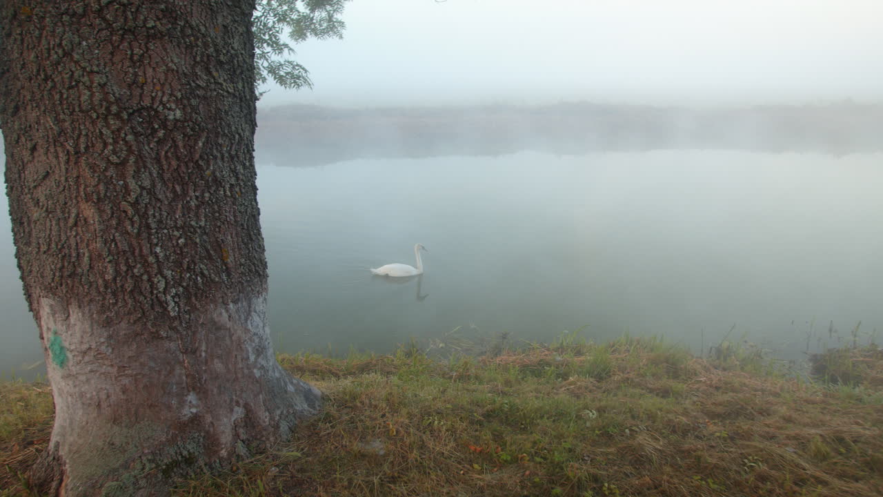 cisne solitario en un pequeño río brumoso o canal de riego