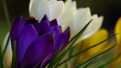 azafrán de jardín violeta con una mariquita, todavía somnoliento en el clima frío de primavera