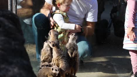 kids observing meerkats through glass enclosure