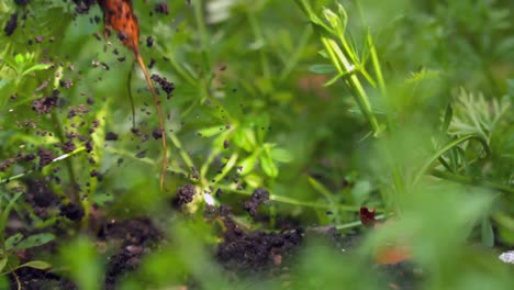 hand pulling a carrot from the soil