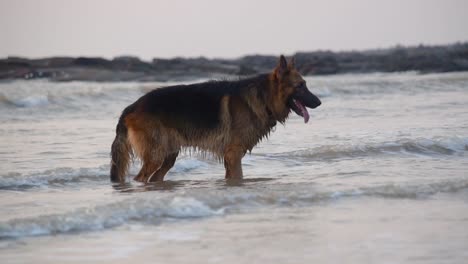 Curioso-Perro-Pastor-Alemán-Joven-De-Pie-En-La-Playa-Y-Mirando-Algo-Con-Curiosidad-|-Joven-Perro-Pastor-Alemán-En-El-Fondo-Del-Video-De-La-Playa