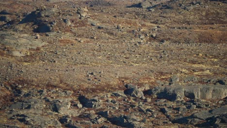 rocky tundra in the canadian arctic