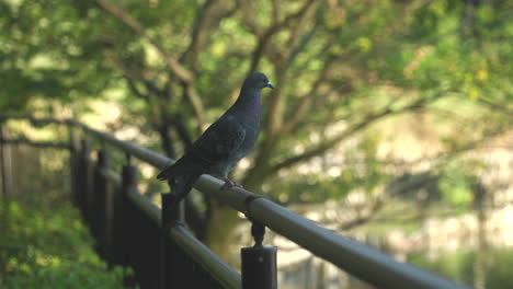 japanese wood pigeon perched on steel fence with bright nature in blurry background