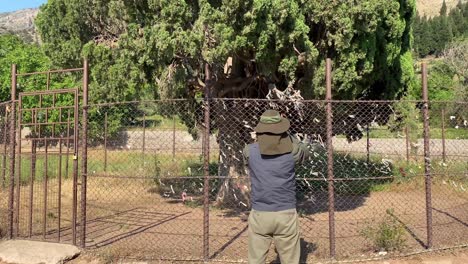 Botanical-Garden-in-Iran-scientist-observe-the-old-ancient-historical-cypress-tree-to-protection-conservation-purpose-metal-fence-support-sarv-holy-Zoroastrian-tree-for-persian-tree-tourist-attraction