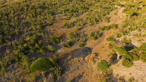 volando sobre el bosque de firhmin con árboles nativos de sangre de dragón en la isla de socotra en yemen
