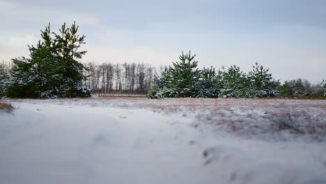 winter landscape forest edge at overcast weather. fir trees covered white snow.