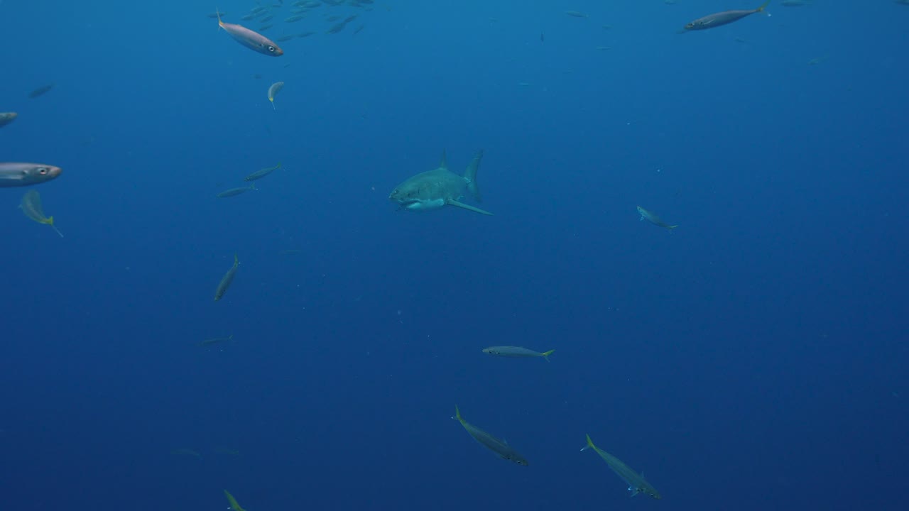 Great White Shark appears from the blue, getting close and swimming by while cage diving at the island of Guadalupe, Mexico. Slow motion shot.