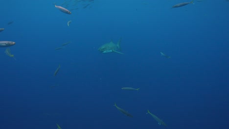 great white shark appears from the blue, getting close and swimming by while cage diving at the island of guadalupe, mexico. slow motion shot.
