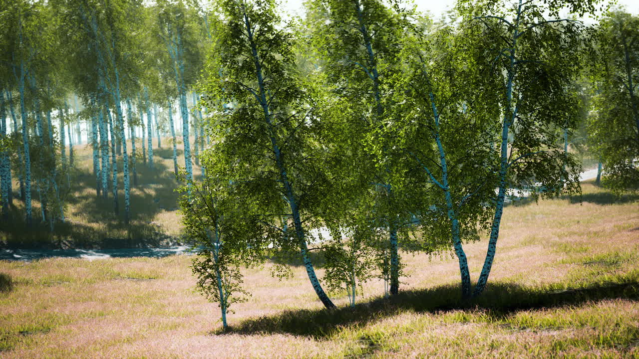 березовый лес в солнечном свете утром