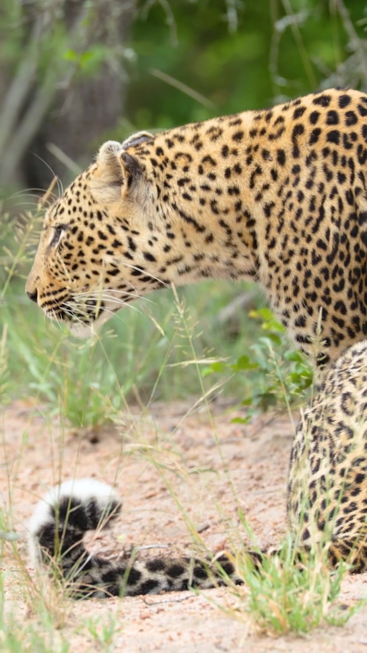 Vahşi Afrika Çalılıklarında Doğal Davranışını Sergileyen, Kürkünü Titizlikle Temizleyen Güzel Bir Leopar