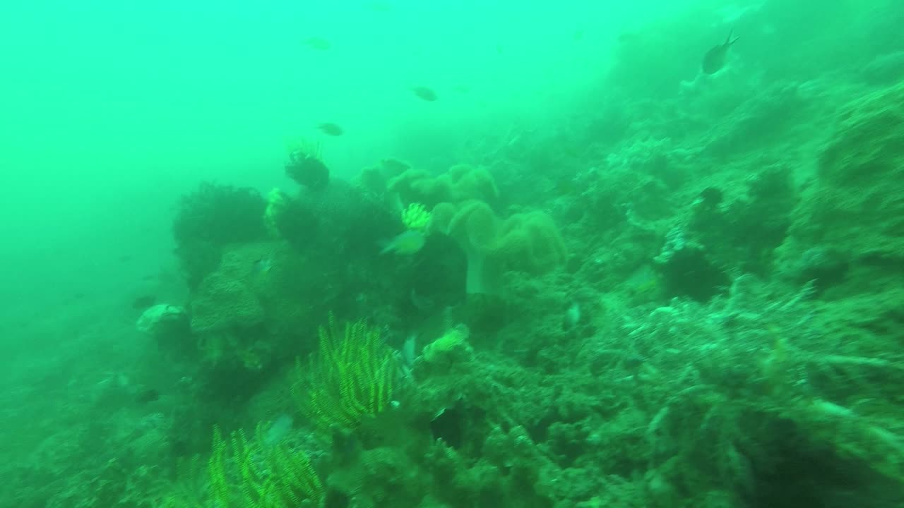 tomas submarinas de corales y peces