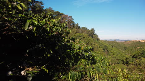 granja de plantaciones de café en las montañas - toma aérea de drones