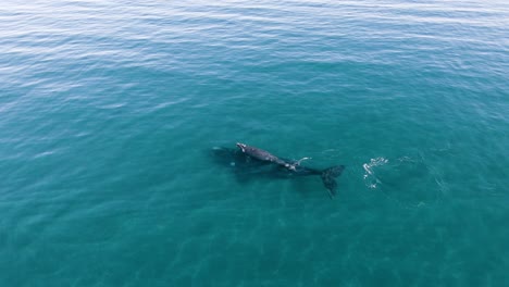 Luftaufnahme-Von-Mutter-Und-Kalb-Zweier-Wale---Zeitlupe