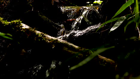 Pequeña-Cascada-En-Medio-Del-Bosque,-Algunos-Rayos-De-Sol-Entre-Los-árboles