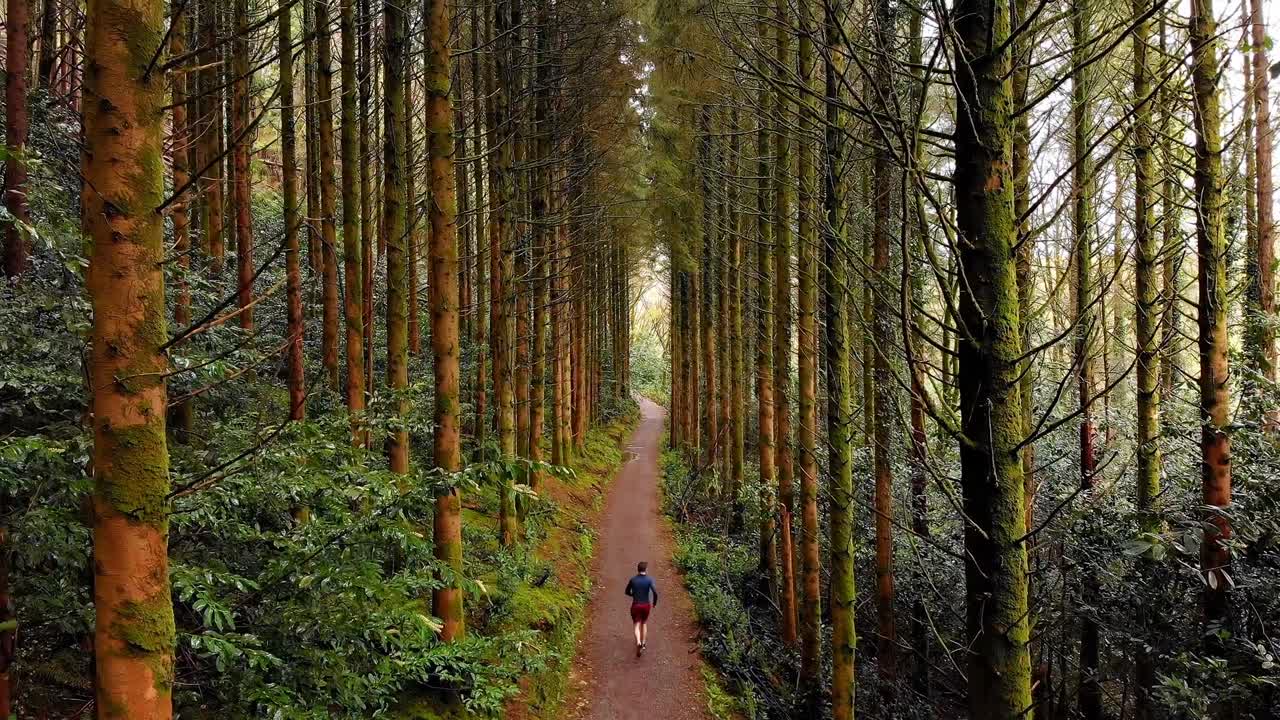 숲 속 의 길 에서 조 ⁇  하는 사람 4k