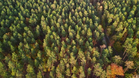 Coniferous-forest-illuminated-at-golden-hour