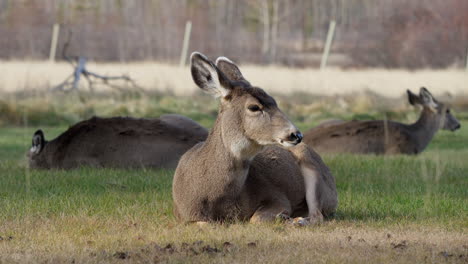 female mule deers lying on the ground at whitehorse in yukon, canada.- static shot