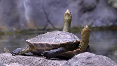 a pair of turtle resting on the ground beside the pond