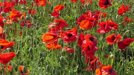 Poppy-field-on-a-windy-day,-blooming-bright-red-flowers,-zoom-in-close-up