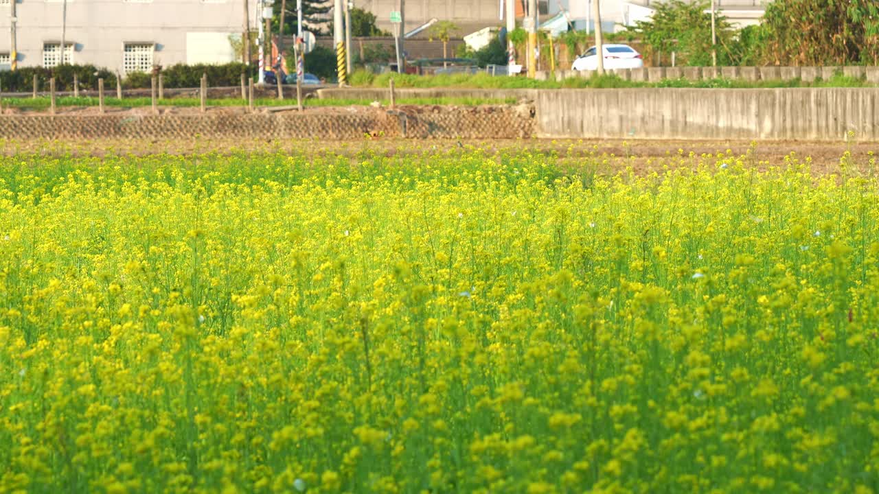 la pintoresca escena del campo, vibrantes flores de colza doradas balanceándose en la brisa del verano, acompañadas por mariposas revoloteantes y abejas zumbando, mientras los coches navegan por la carretera del campo