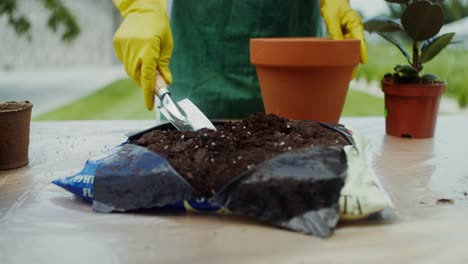 repotting plants