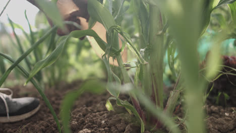 Shot-from-behind-a-plant-of-a-latin-man-squeezing-a-bottle-to-water-his-vegetable-garden