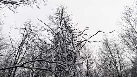 rising up through tangled bare tree branches on a cold snowy day, aerial