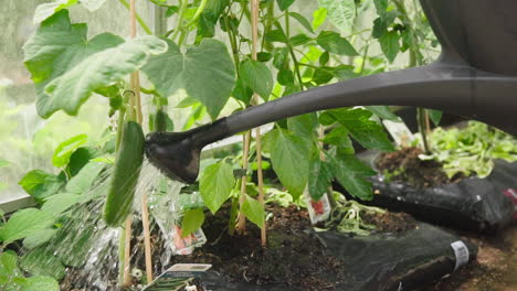 Watering-homegrown-organic-plants-with-watering-can-in-greenhouse