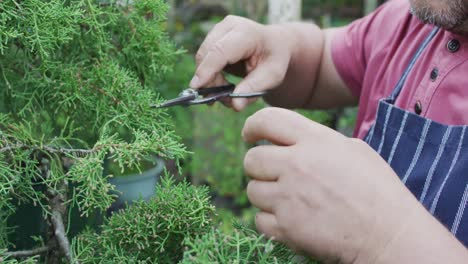 hands of caucasian male gardener cutting bonsai tree at garden center