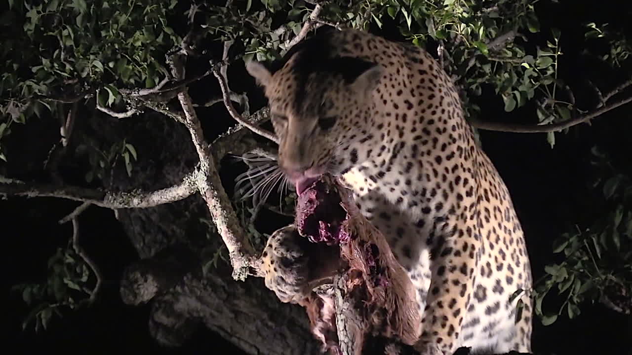 밤에 먹이를 먹는 야생 표범