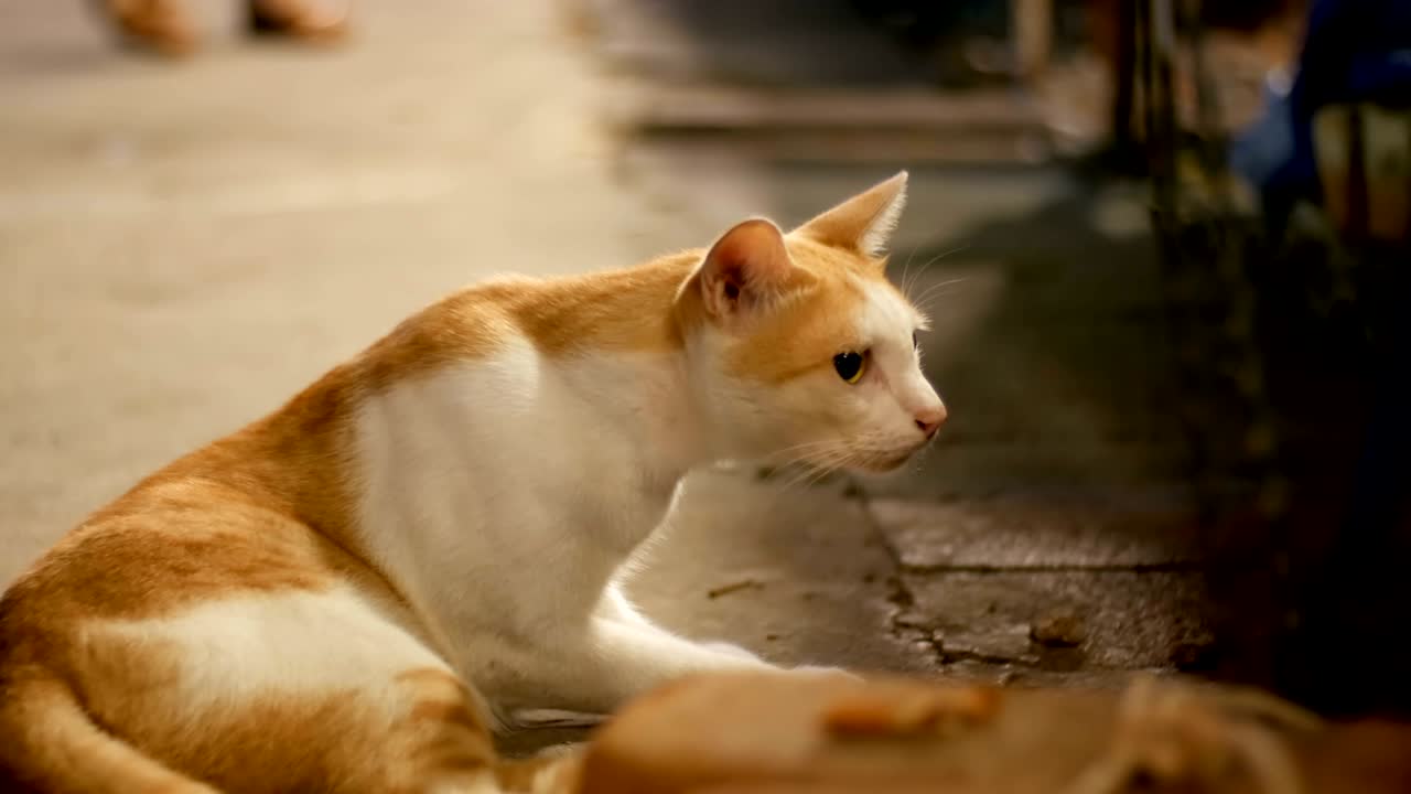 밤 거리에서 바닥에 누워있는 빨간색과 색의 길거리 고양이