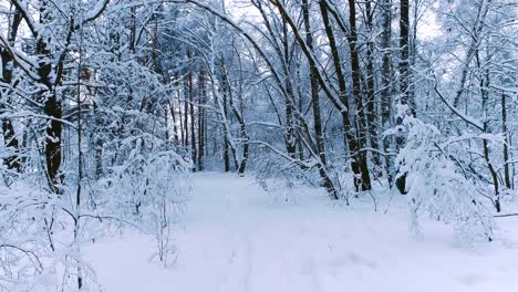 Verschneite-Äste-Im-Wald.-Wintermärchen-Hintergrund