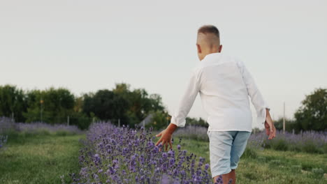 Rear-view:-A-farm-boy-walks-through-a-field-of-blooming-lavender,-stroking-the-flowers-with-his-hand