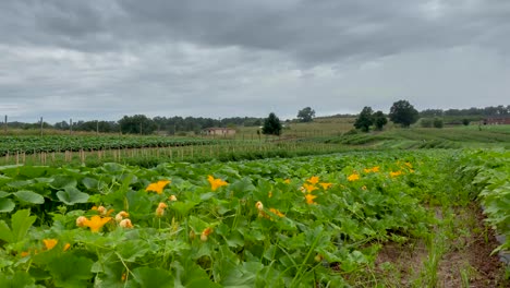 Empujando-En-El-Lapso-De-Tiempo-Sobre-Plantas-Y-Flores-De-Calabacín-Mientras-Las-Nubes-Se-Mueven