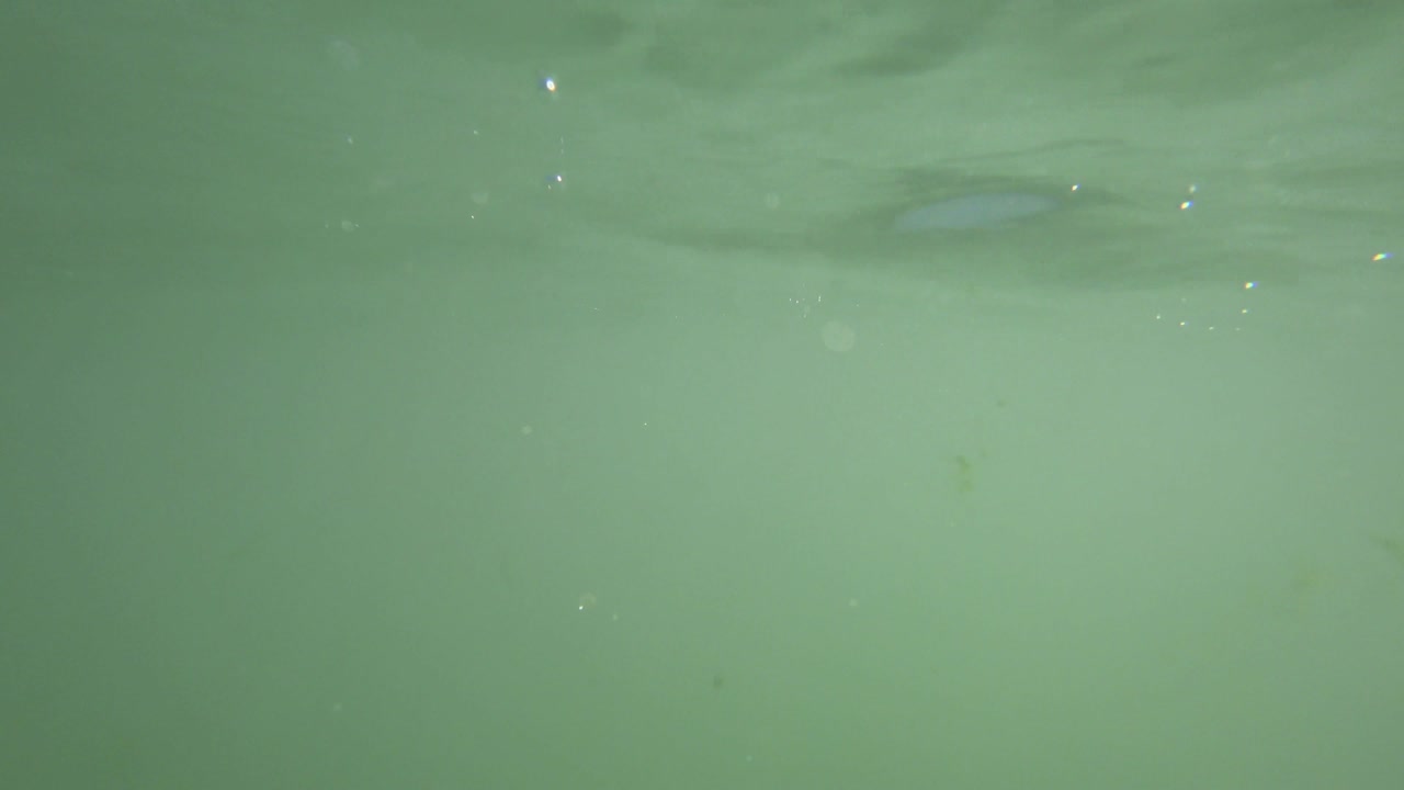 소녀는 고무 반지 위에서 바다에서 수영합니다.