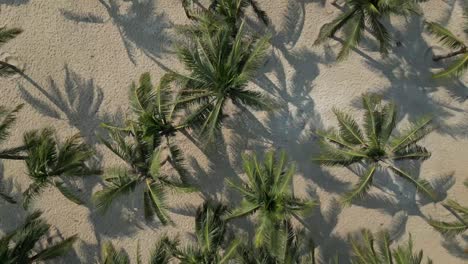 aerial drone view of green coconut palms casting long shadows over textured golden sand in a peaceful tropical beach setting under bright sunlight.