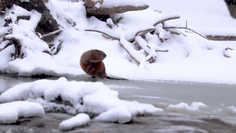 Ein-Otter,-Der-Sich-Im-Winter-In-Zeitlupe-Auf-Einem-Zugefrorenen-Fluss-Putzt-Und-Wäscht