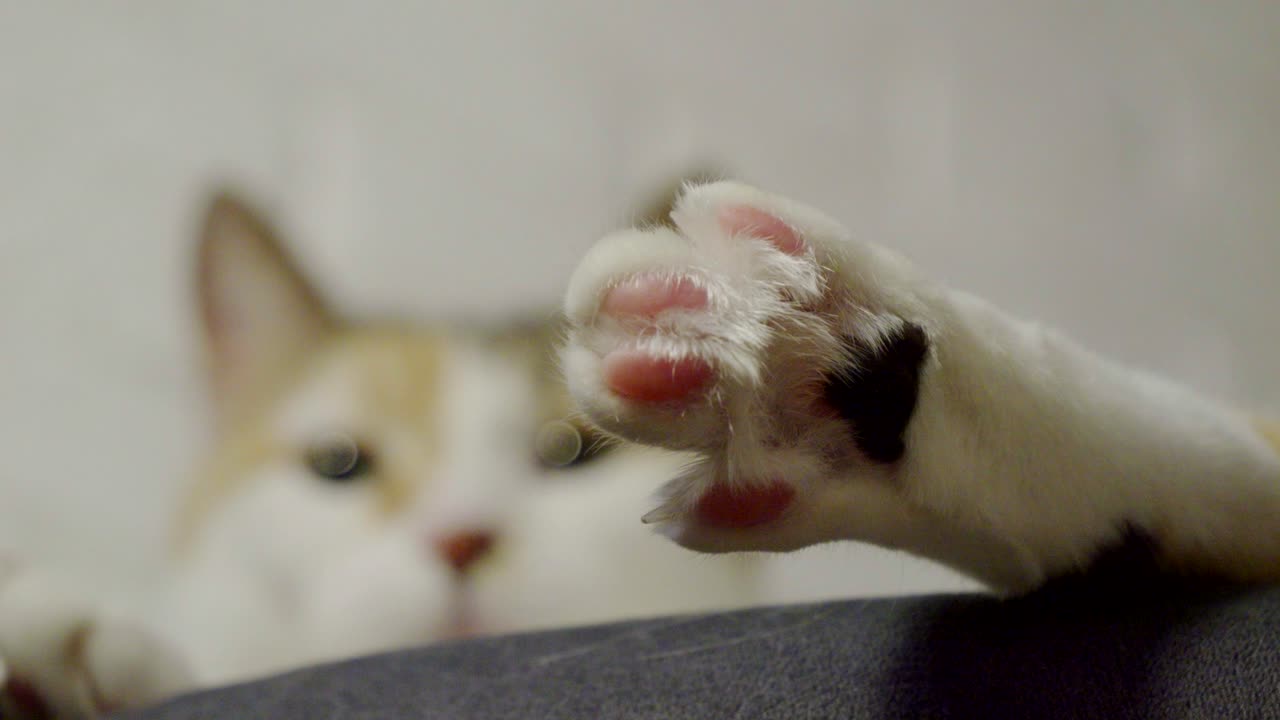 The paw and tail of the cat lying on the chair. The cat's head is in the background, out of focus
