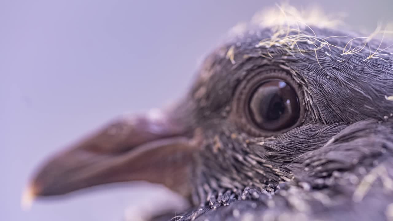 Pidgeon baby fledgling macro closeup dove, yellow hairs and eye close up