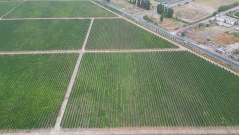 grape-vineyard-and-road-in-calera-de-tango-chile