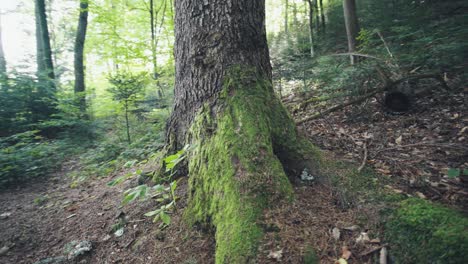 forest in early summer. clean air concept. moss tree, stream.