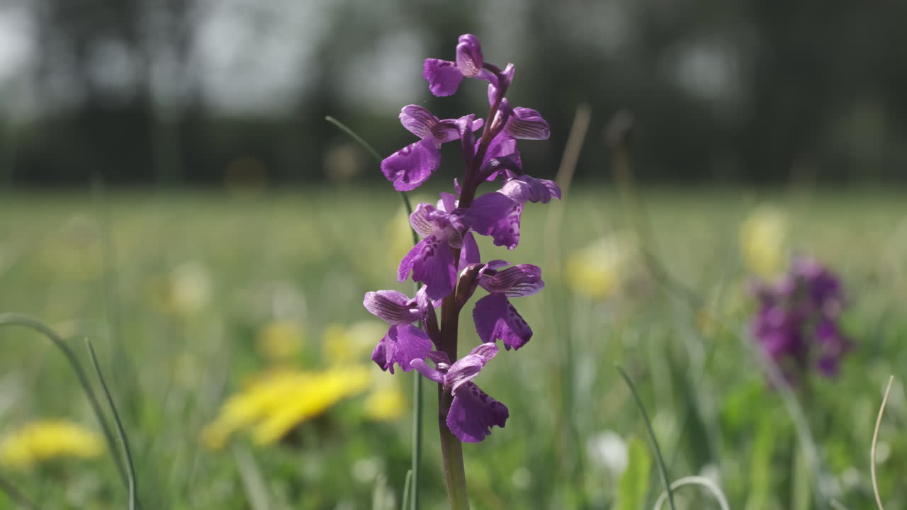 la rara orquídea alada verde que florece en primavera en un prado en worcestershire, inglaterra